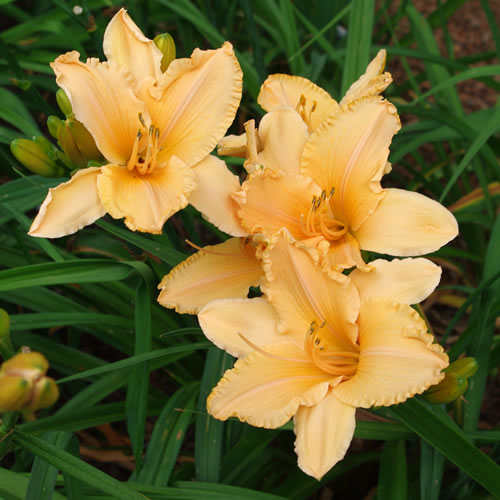 Hemerocallis Ultimate Apricot Ruffles